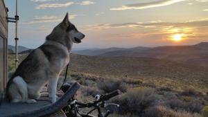 a dog sitting on a bike looking at the sunset at Bowies Lodge in Blackpool