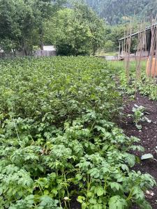 a field of plants with a bridge in the background at Guest House Babi in Letsperi +5 photos