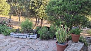 a garden with several potted plants and trees at Maison Cistaredda in Sotta