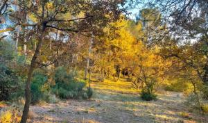 a painting of a forest with yellow trees at Maison confortable à Velleron de 50 m² avec piscine in Velleron