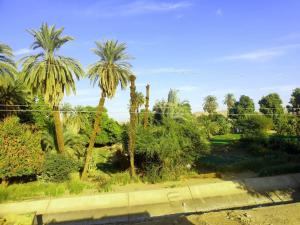 a view of a park with palm trees at Nobal best house in Aswan
