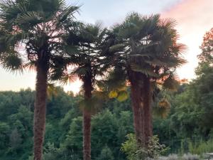 two palm trees standing next to each other at Oasi del Silenzio a Piea in Piea