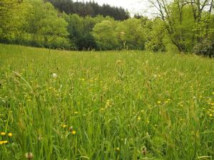 ein Feld aus grünem Gras mit gelben Blumen in der Unterkunft The lodges of Monepiat in Vernoux-en-Vivarais