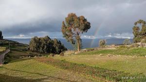 a tree on a hill with a rainbow in the background at Hospedaje Mamani de isla amantani in Puno