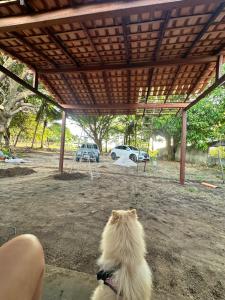 a small white dog sitting under a pavilion at Nosso Chalé in Marapanim