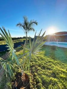a palm tree in a field with the sun in the background at Espaço Mattigor, Chácara mil m2, piscina grande com prainha e vista deslumbrante in Caçapava