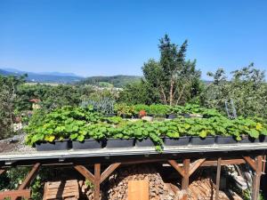 a row of plants on a table in a garden at Wohnung in einer kleinen Burg in Neunkirchen +3 photos