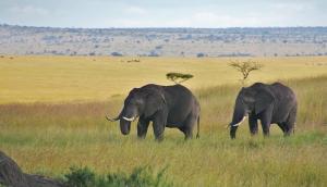two elephants walking in a field of tall grass at Empiris Lodge in Sekenani