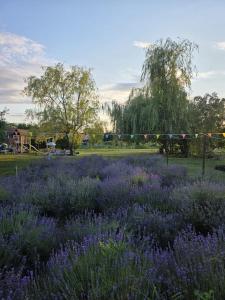 a field of purple flowers in a park at Lavander Garden in Răscruci