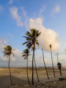 a group of palm trees on a sandy beach at Pousada vila jaguar - arpoador in Tutóia +26 photos