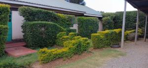 a row of hedges in front of a house at DELIGACY RESORT Eldoret in Eldoret