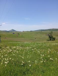 a field of white flowers in a green field at Regina de la Montania in Pajići