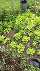a garden with green plants on the ground at Pensión montoxo in Cedeira +1 photo