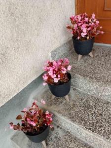 three potted plants are sitting on the steps at Casa SOLE in Bihać