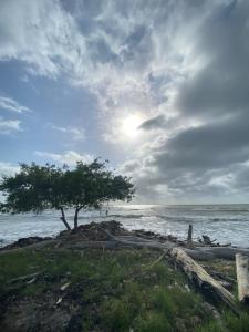 a tree on the shore of the ocean at Villa Neluc in San Bernardo del Viento
