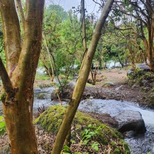 a stream in a forest with trees and rocks at Camping Monteluz Lago Ranco in Lago Ranco