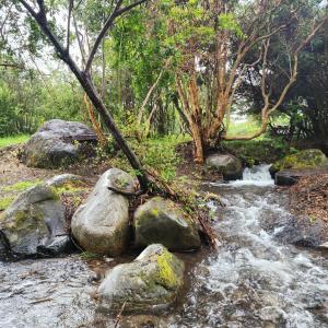 a stream of water with rocks and trees at Camping Monteluz Lago Ranco in Lago Ranco