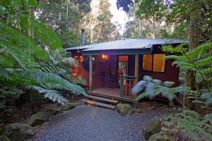 a small cabin in the middle of a forest at Springbrook Lyrebird Retreat in Springbrook
