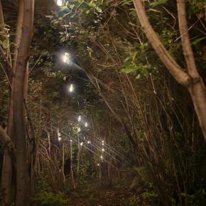 a row of trees with lights in a forest at night at Camping Monteluz Lago Ranco in Lago Ranco
