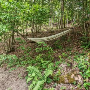 a hammock in the middle of the woods at Evergreen Motto Sohodol Camping in Sohodol