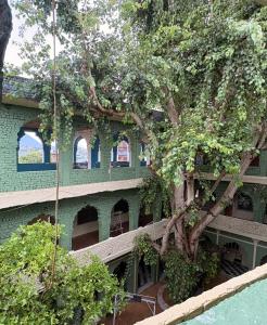 a green building with a tree in front of it at Vyom Hostel in Pushkar