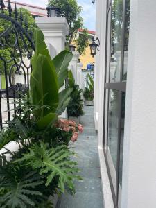 a walkway with plants and a window on a building at Van Khe Cozy Villa in Hà Ðông