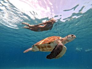 a person swimming next to a turtle in the water at Tina Bay in Mindelo