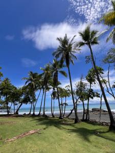 a group of palm trees on the beach at Casa Aloe in Pavones