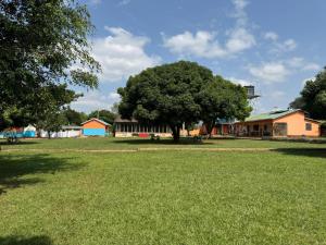a large tree in the middle of a grass field at Palm Garden Guest House in Gulu