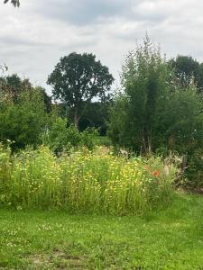 a field of grass with flowers and trees at Haus Eichholz in Tellingstedt