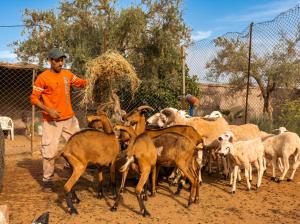 a man standing next to a herd of goats at Eco Farm Tayssir Marrakech in Marrakesh