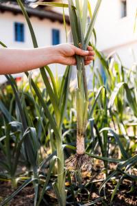 a person holding a plant in a garden at Podhlavický mlýn in Všelibice +69 photos