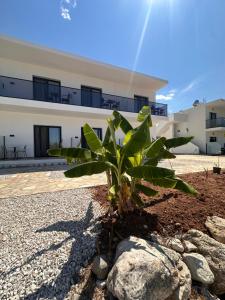 a palm tree in front of a building at Escape by Ambelas in Himare