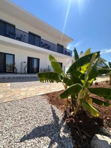 a villa with a palm tree in front of it at Escape by Ambelas in Himare +6 photos