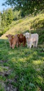 a group of four sheep standing in a field at Plösch Hof in Weinberg