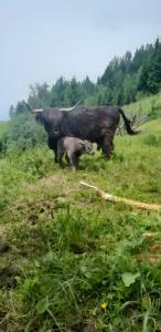 a cow and a baby elephant standing in a field at Plösch Hof in Weinberg