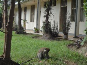 a monkey sitting in the grass in front of a building at Zebra guesthouse Hawassa in Āwasa +1 photo