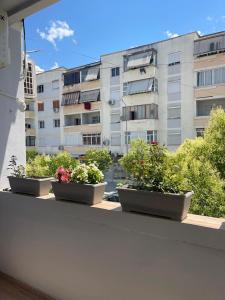 three potted plants on a balcony in front of a building at Berat Central Home in Berat