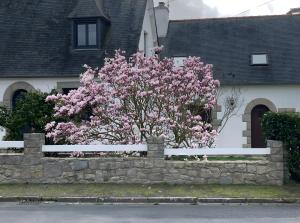 a pink flowering tree in front of a white fence at Chez Martine Et Michel in Pléneuf-Val-André