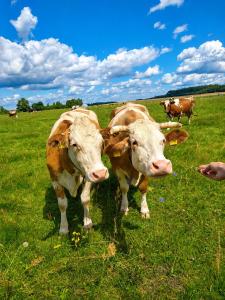 two cows are standing in a field of grass at Tiny House Zajączki nad Narwią in Zajączki