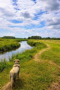 a dog walking down a dirt road next to a river at Tiny House Zajączki nad Narwią in Zajączki +1 photo
