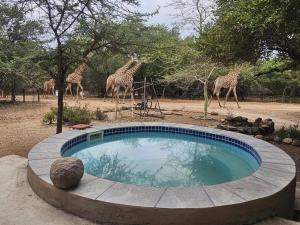 a group of giraffes standing around a swimming pool at Khoneni in Marloth Park