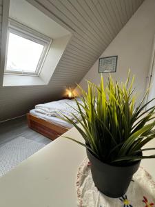 a plant sitting on a table in a bedroom at T1 bis 200m du port in La Trinité-sur-Mer