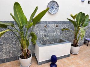 three potted plants in front of a wall at Puertas de la Catedral in Córdoba