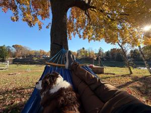 a dog laying in a hammock under a tree at Cozy Waterfront Cottage in Beaverton
