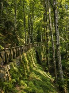 a bridge in a forest with trees and grass at Albergo Ristorante Lo Scoiattolo in Campigna