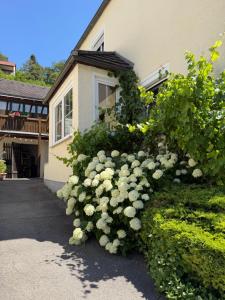 a bush of white flowers in front of a house at Altmühl Hideaway Apartment 1 in Treuchtlingen +5 photos
