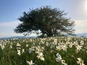 a field of white flowers with a tree at Il Vicolo in Cagli
