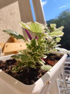 a green plant in a white pot on a window sill at Studio 714 in Škaljari