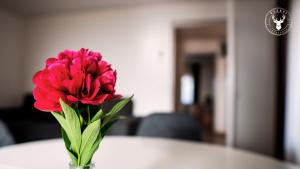 a pink flower in a vase on a table at Rezéti vendégház in Pörböly +1 photo